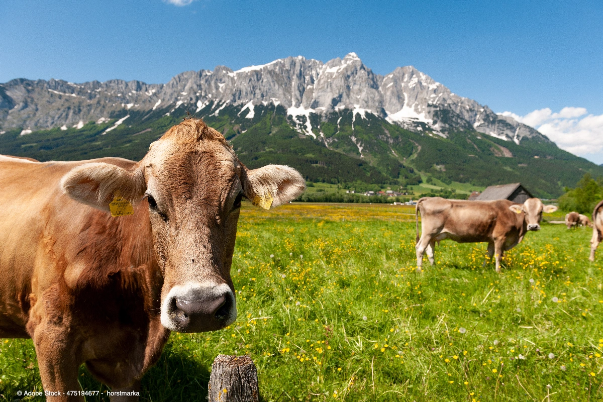 Mehrere Kühe grasen auf einer blühenden Bergwiese vor imposanter Alpenkulisse und veranschaulichen traditionelle Almwirtschaft Alpen.